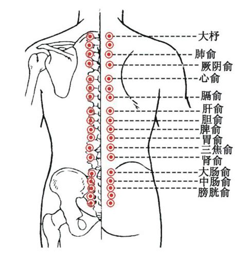 四海穴|（十八）四海功能及所主腧穴